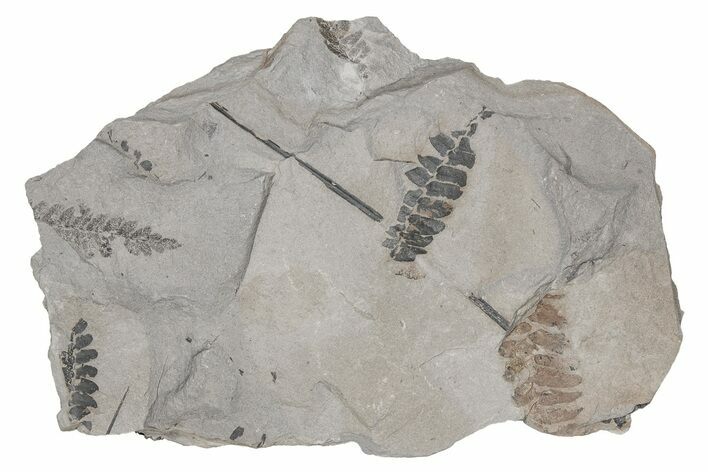 Pennsylvanian Fossil Flora (Neuropteris and Lepidodendron) Plate #214192